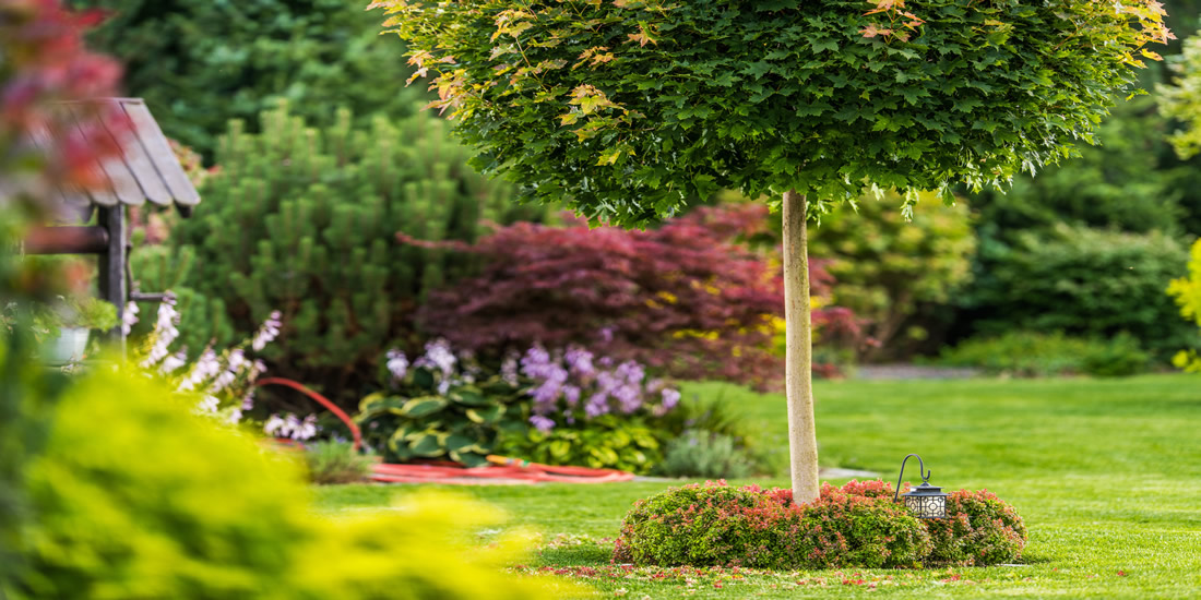 Prepacion de jardin en verano